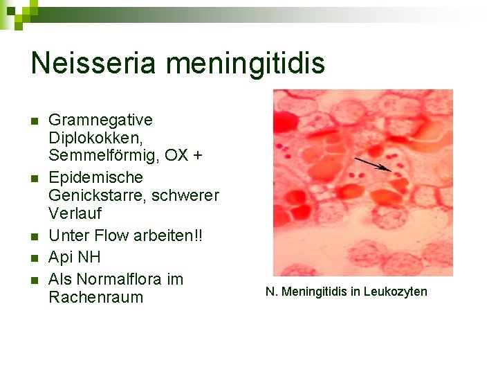 Neisseria meningitidis n n n Gramnegative Diplokokken, Semmelförmig, OX + Epidemische Genickstarre, schwerer Verlauf