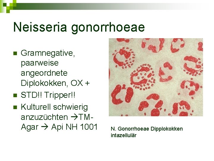 Neisseria gonorrhoeae n n n Gramnegative, paarweise angeordnete Diplokokken, OX + STD!! Tripper!! Kulturell