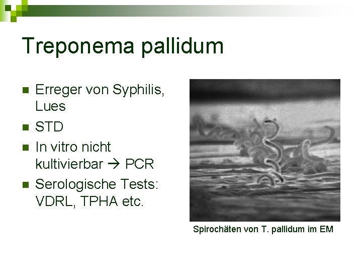 Treponema pallidum n n Erreger von Syphilis, Lues STD In vitro nicht kultivierbar PCR