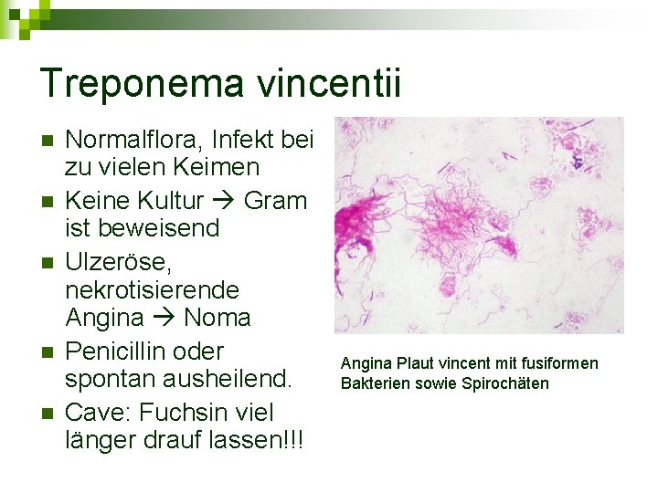 Treponema vincentii n n n Normalflora, Infekt bei zu vielen Keimen Keine Kultur Gram