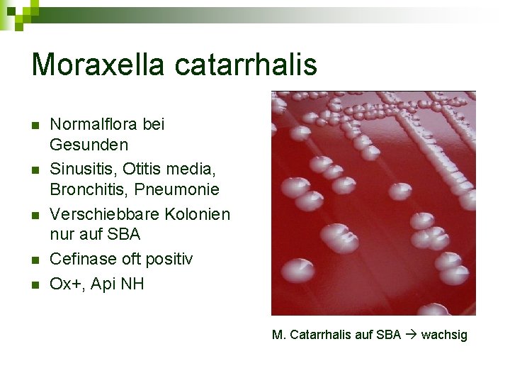 Moraxella catarrhalis n n n Normalflora bei Gesunden Sinusitis, Otitis media, Bronchitis, Pneumonie Verschiebbare