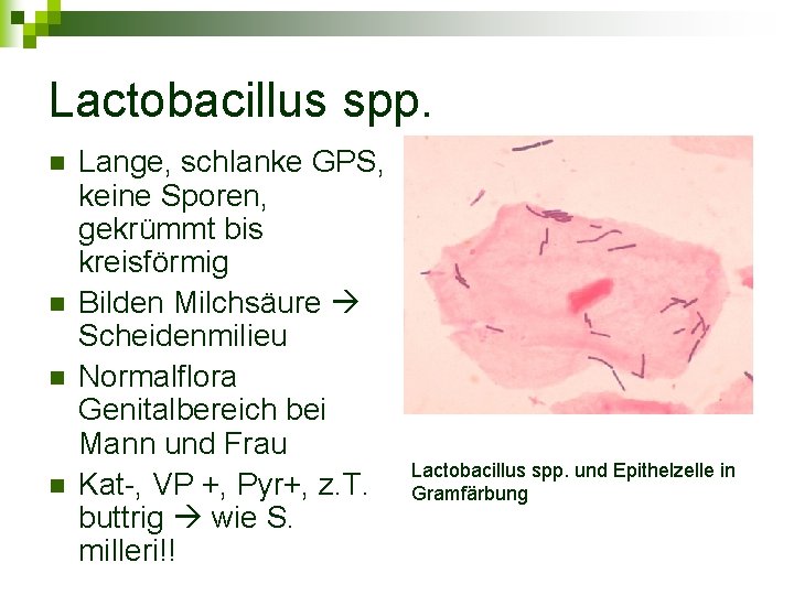 Lactobacillus spp. n n Lange, schlanke GPS, keine Sporen, gekrümmt bis kreisförmig Bilden Milchsäure