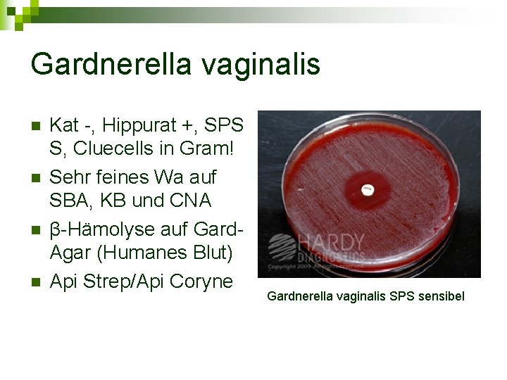 Gardnerella vaginalis n n Kat -, Hippurat +, SPS S, Cluecells in Gram! Sehr