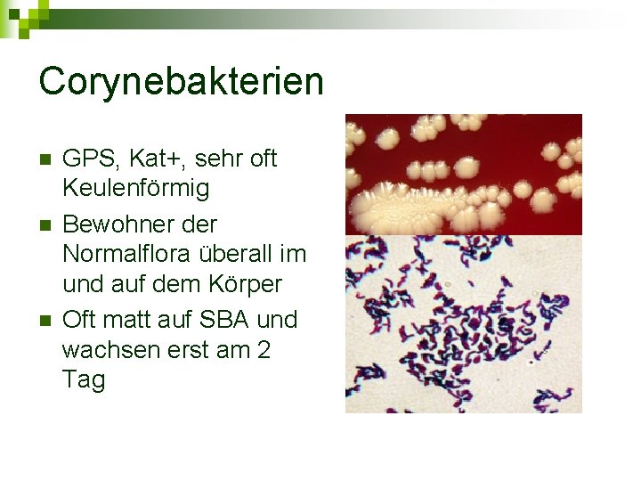 Corynebakterien n GPS, Kat+, sehr oft Keulenförmig Bewohner der Normalflora überall im und auf