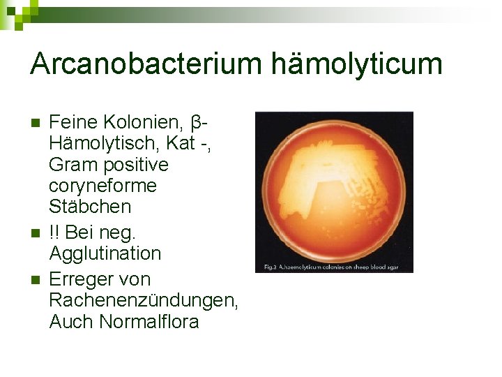 Arcanobacterium hämolyticum n n n Feine Kolonien, βHämolytisch, Kat -, Gram positive coryneforme Stäbchen