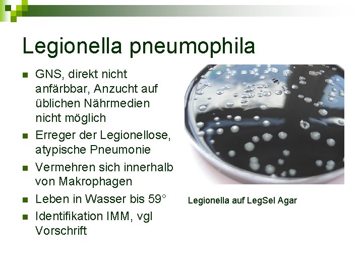 Legionella pneumophila n n n GNS, direkt nicht anfärbbar, Anzucht auf üblichen Nährmedien nicht