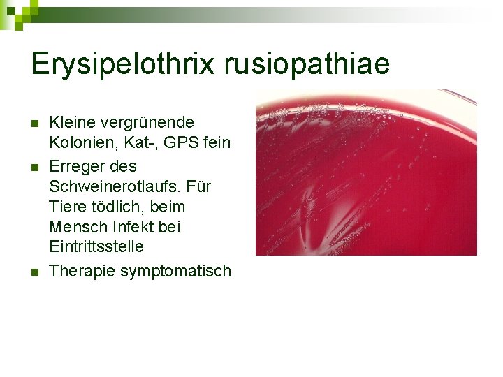Erysipelothrix rusiopathiae n n n Kleine vergrünende Kolonien, Kat-, GPS fein Erreger des Schweinerotlaufs.