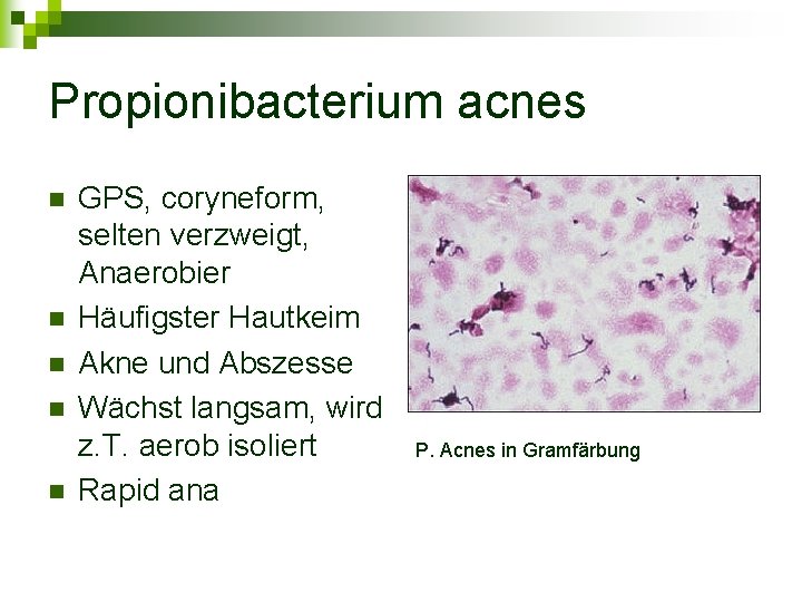 Propionibacterium acnes n n n GPS, coryneform, selten verzweigt, Anaerobier Häufigster Hautkeim Akne und