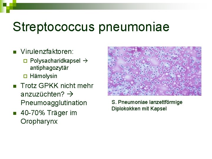 Streptococcus pneumoniae n Virulenzfaktoren: Polysacharidkapsel antiphagozytär ¨ Hämolysin ¨ n n Trotz GPKK nicht