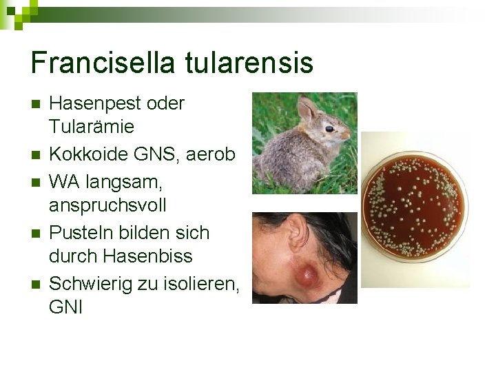 Francisella tularensis n n n Hasenpest oder Tularämie Kokkoide GNS, aerob WA langsam, anspruchsvoll