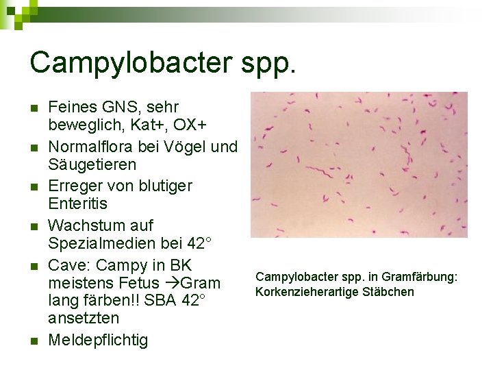 Campylobacter spp. n n n Feines GNS, sehr beweglich, Kat+, OX+ Normalflora bei Vögel