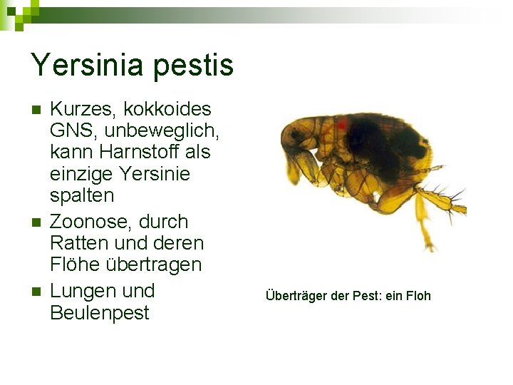 Yersinia pestis n n n Kurzes, kokkoides GNS, unbeweglich, kann Harnstoff als einzige Yersinie