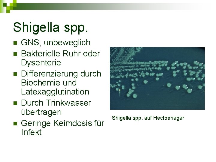 Shigella spp. n n n GNS, unbeweglich Bakterielle Ruhr oder Dysenterie Differenzierung durch Biochemie
