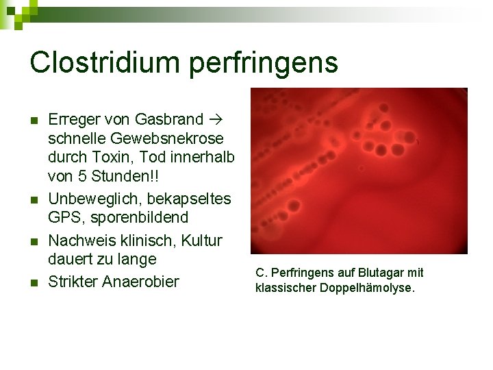 Clostridium perfringens n n Erreger von Gasbrand schnelle Gewebsnekrose durch Toxin, Tod innerhalb von