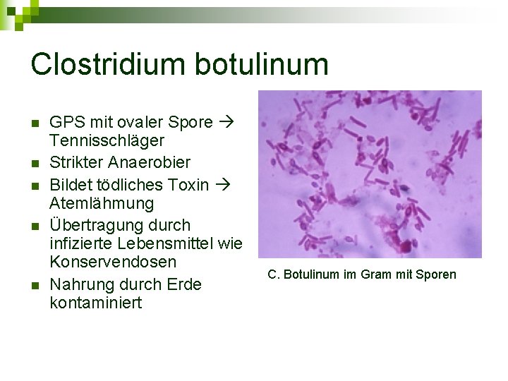 Clostridium botulinum n n n GPS mit ovaler Spore Tennisschläger Strikter Anaerobier Bildet tödliches