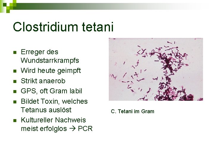 Clostridium tetani n n n Erreger des Wundstarrkrampfs Wird heute geimpft Strikt anaerob GPS,