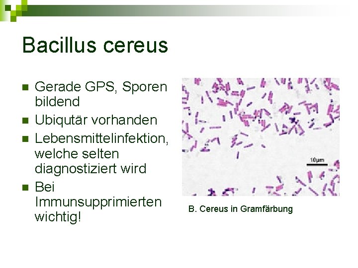 Bacillus cereus n n Gerade GPS, Sporen bildend Ubiqutär vorhanden Lebensmittelinfektion, welche selten diagnostiziert