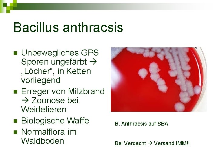 Bacillus anthracsis n n Unbewegliches GPS Sporen ungefärbt „Löcher“, in Ketten vorliegend Erreger von
