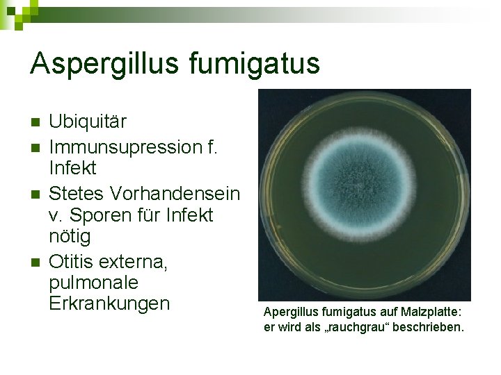 Aspergillus fumigatus n n Ubiquitär Immunsupression f. Infekt Stetes Vorhandensein v. Sporen für Infekt