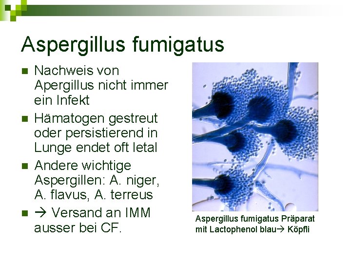 Aspergillus fumigatus n n Nachweis von Apergillus nicht immer ein Infekt Hämatogen gestreut oder