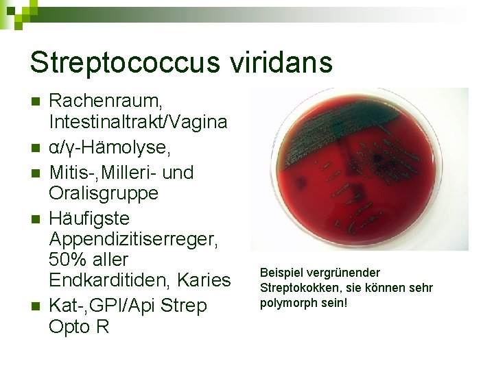 Streptococcus viridans n n n Rachenraum, Intestinaltrakt/Vagina α/γ-Hämolyse, Mitis-, Milleri- und Oralisgruppe Häufigste Appendizitiserreger,