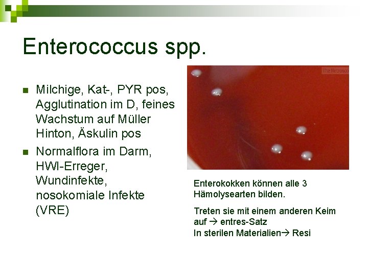 Enterococcus spp. n n Milchige, Kat-, PYR pos, Agglutination im D, feines Wachstum auf
