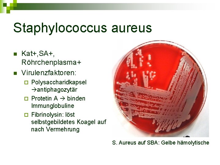 Staphylococcus aureus n n Kat+, SA+, Röhrchenplasma+ Virulenzfaktoren: Polysaccharidkapsel antiphagozytär ¨ Protetin A binden