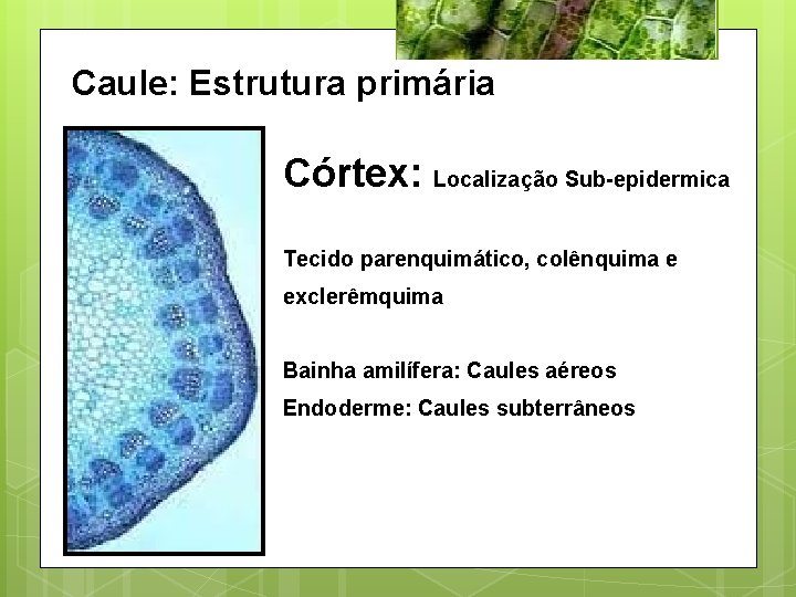 Caule: Estrutura primária Córtex: Localização Sub-epidermica Tecido parenquimático, colênquima e exclerêmquima Bainha amilífera: Caules