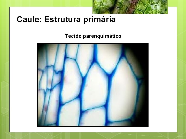 Caule: Estrutura primária Tecido parenquimático 