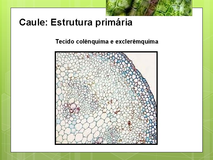 Caule: Estrutura primária Tecido colênquima e exclerêmquima 