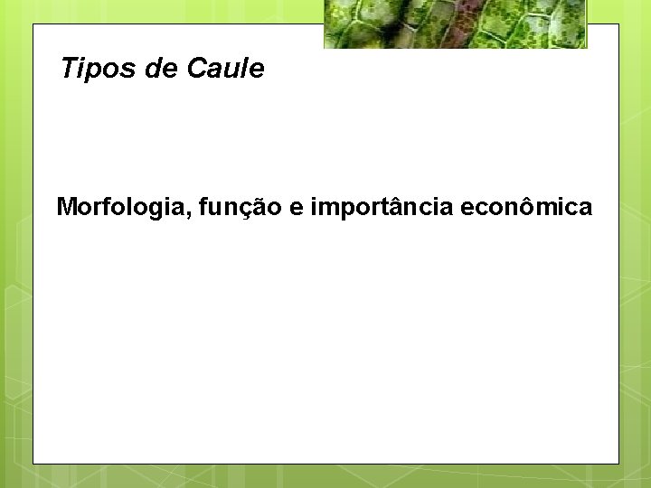 Tipos de Caule Morfologia, função e importância econômica 