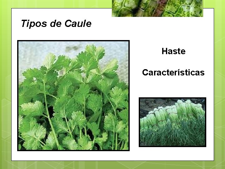 Tipos de Caule Haste Características 