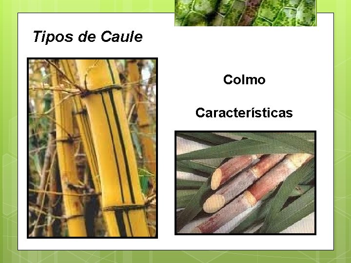 Tipos de Caule Colmo Características 