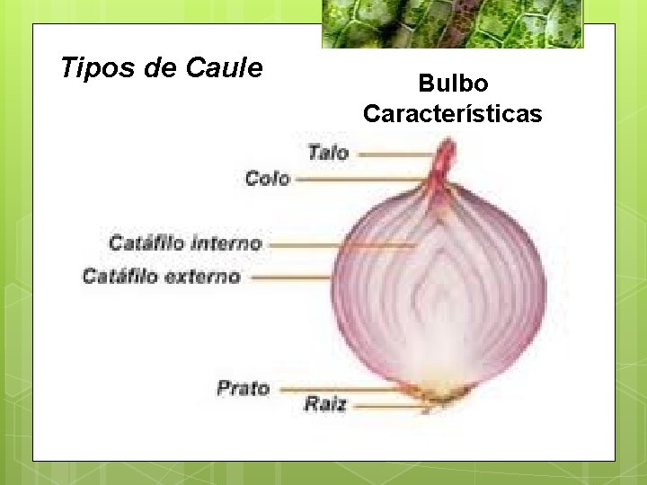 Tipos de Caule Bulbo Características 