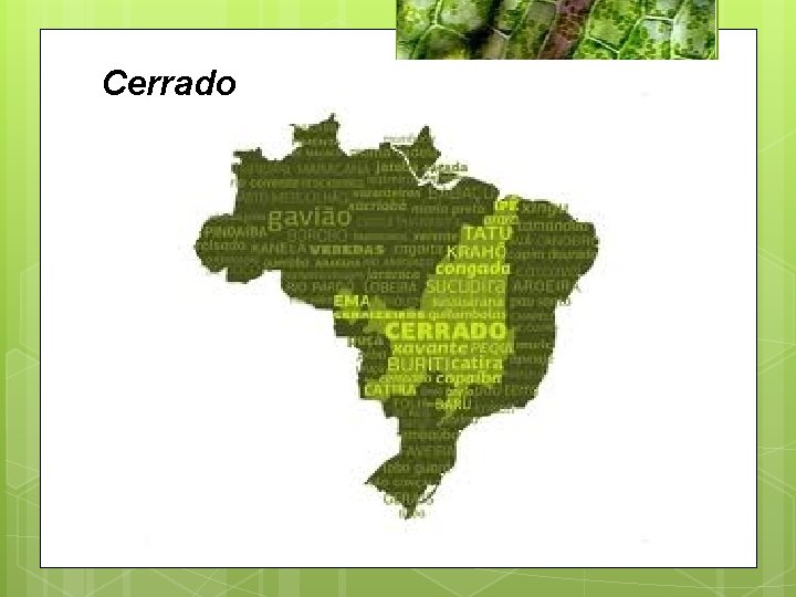 Cerrado 