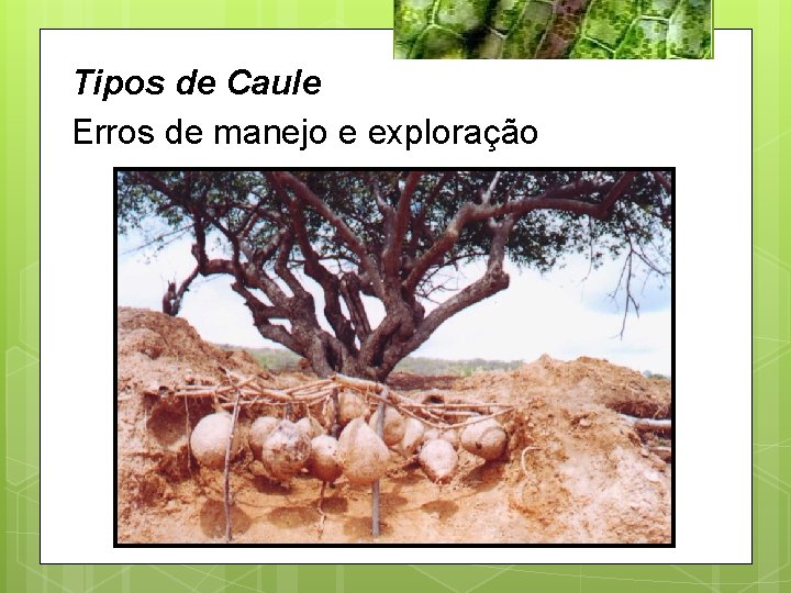 Tipos de Caule Erros de manejo e exploração 