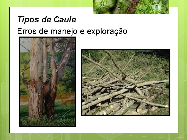 Tipos de Caule Erros de manejo e exploração 