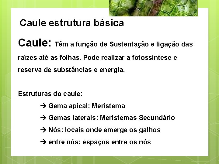 Caule estrutura básica Caule: Têm a função de Sustentação e ligação das raízes até