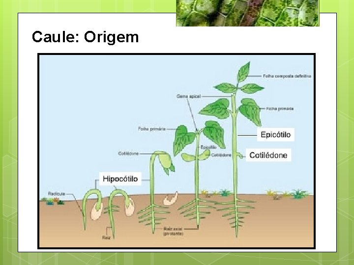 Caule: Origem 