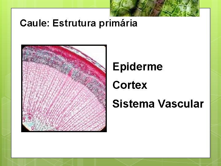 Caule: Estrutura primária Epiderme Cortex Sistema Vascular 