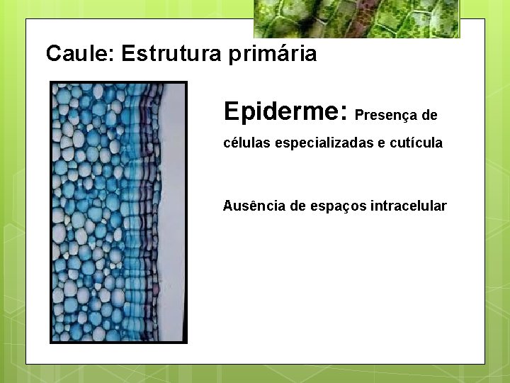 Caule: Estrutura primária Epiderme: Presença de células especializadas e cutícula Ausência de espaços intracelular