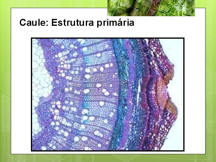 Caule: Estrutura primária 