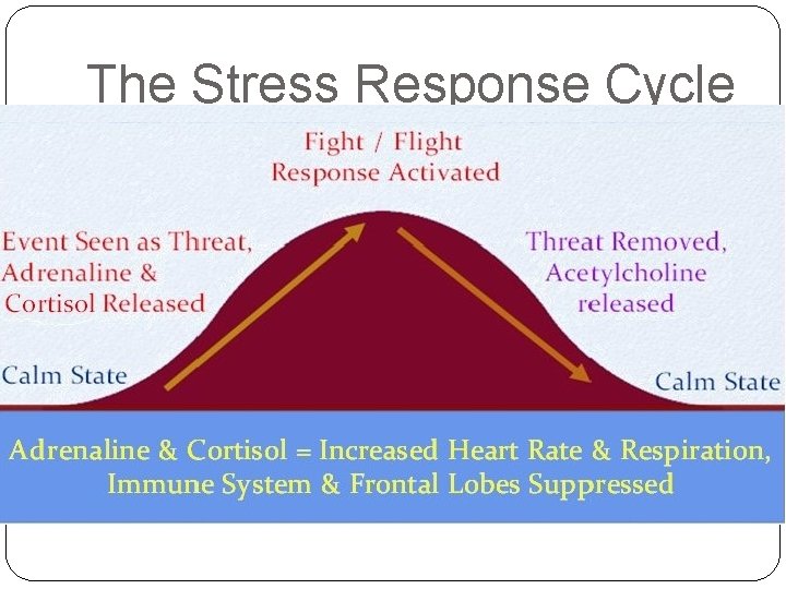 The Stress Response Cycle 