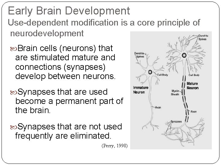 Early Brain Development Use-dependent modification is a core principle of neurodevelopment Brain cells (neurons)