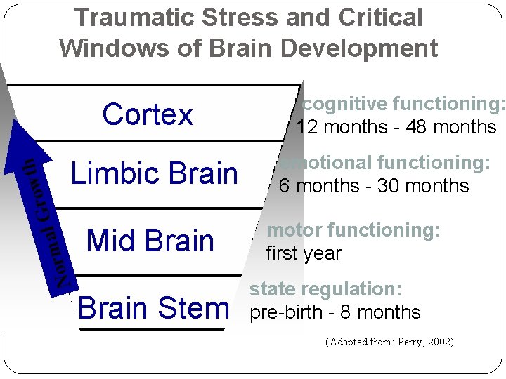 Traumatic Stress and Critical Windows of Brain Development Limbic Brain m r o N