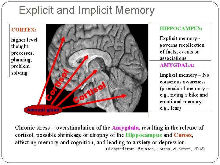 Explicit and Implicit Memory HIPPOCAMPUS: higher level thought processes, planning, problem solving Explicit memory