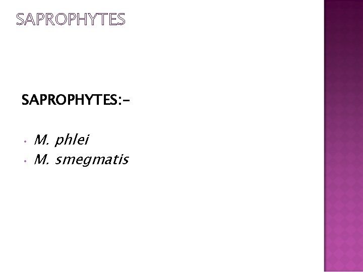 SAPROPHYTES: - M. phlei • M. smegmatis • 