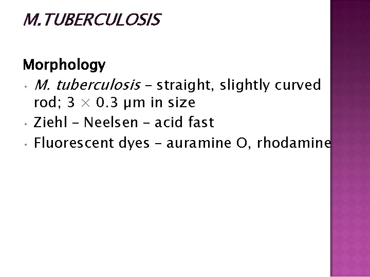 M. TUBERCULOSIS Morphology • M. tuberculosis – straight, slightly curved rod; 3 × 0.