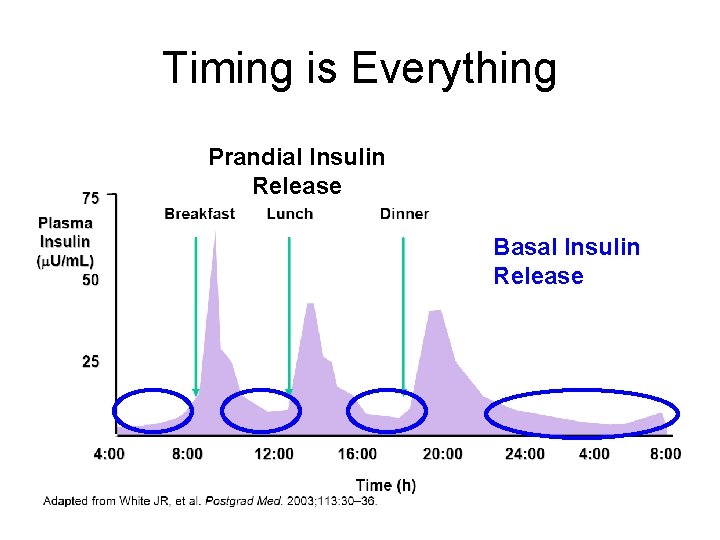 Timing is Everything Prandial Insulin Release Basal Insulin Release 