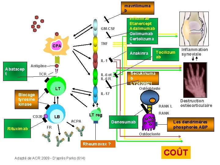 mavrilimuma b GM-CSF TNF CPA Infliximab Etanercept Adalimumab Golimumab Certolizuma b Anakinra IL-1 Abatacep
